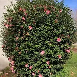 La Maison Rose *