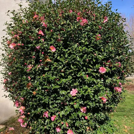La Maison Rose *