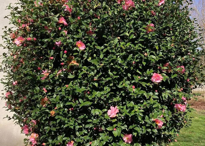 La Maison Rose *
